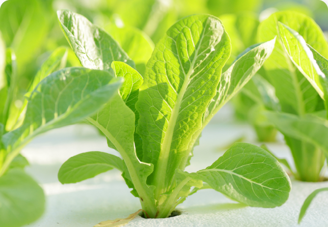 栄養豊富なベビーリーフの背景