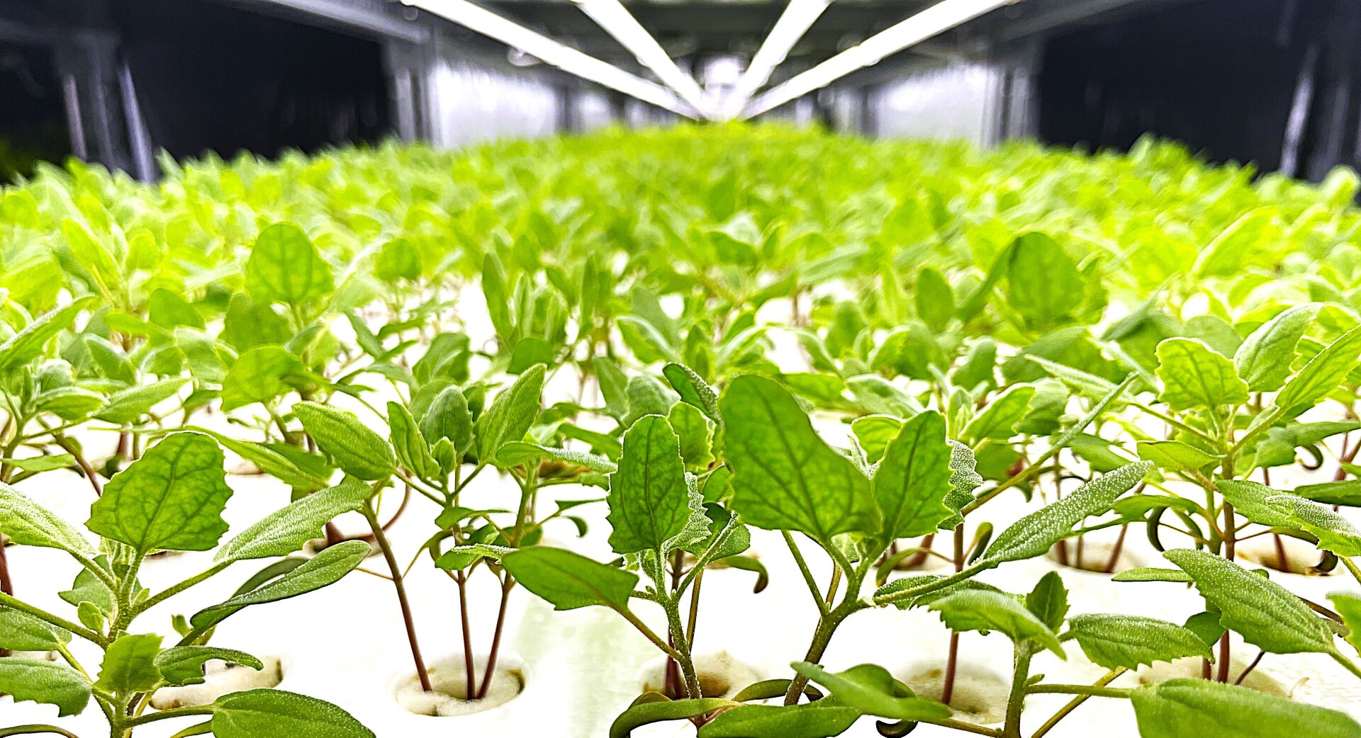 水耕栽培で育つ清潔なベビーリーフ